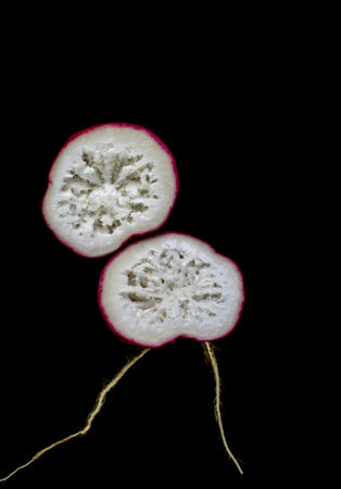 View of a transverse section of an overgrown radish showing a spongious and woody inside cavity.の写真素材