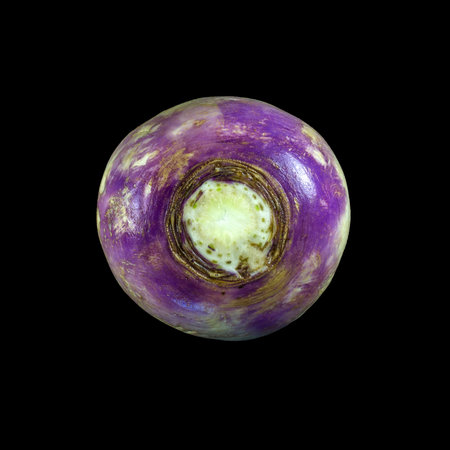 The turnip, Brassica rapa, is a edible root vegetable grown around the world for its white fleshy...