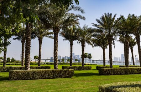 View of the date palm trees garden near the Louvre Abu Dhabi Museum and the Abu Dhabi City skyline in the backgroundの写真素材