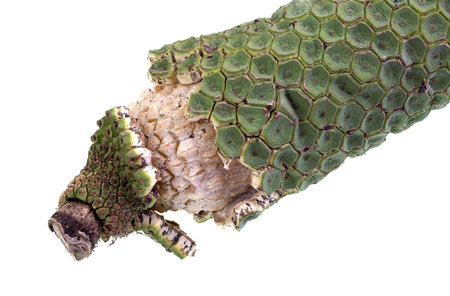 Mature fruit of the Monstera deliciosa, with the outer green sections falling off and revealing the...