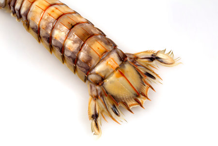 Tail top view of a Mantis Shrimp or Stomatopods, a carnivorous marine crustacean also called...