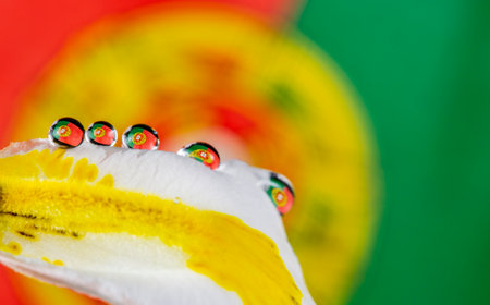 Reflection of the Portuguese flag in minute water drops on top of flower petalの写真素材