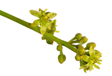 View of the open male component of the Avocado (Persea americana) flower.の写真素材