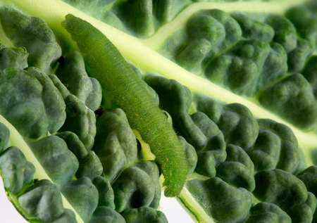 View of the green caterpillar of the Cabbage White Butterfly, Pieris rapae, feeding on a cabbage leaf.の写真素材