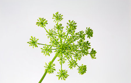 Italian parsley or garden parsley, Petroselinum crispum, flower blossom.の写真素材