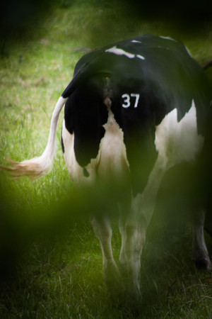 37 Cowの写真素材