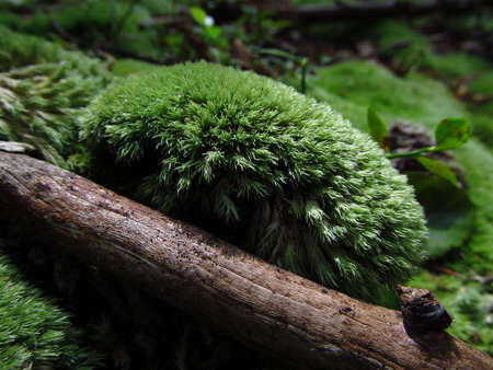 Green mossの写真素材