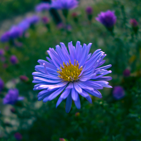 Blue aster macroの写真素材