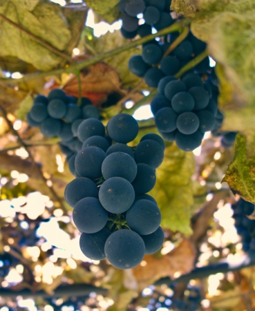 Autumn grapesの写真素材