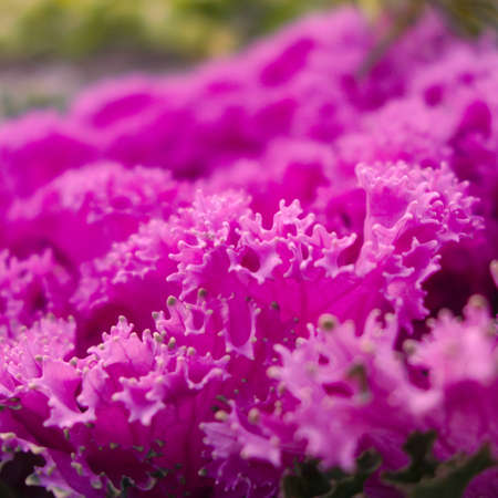 Ornamental cabbage macroの写真素材