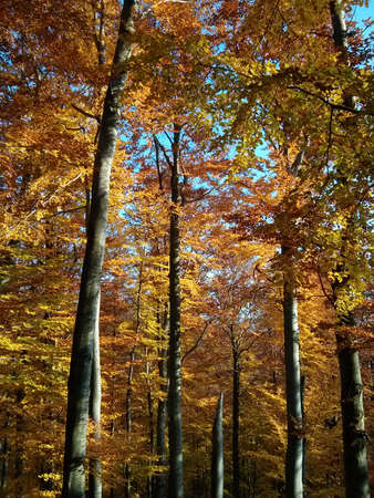 Autumn forestの写真素材