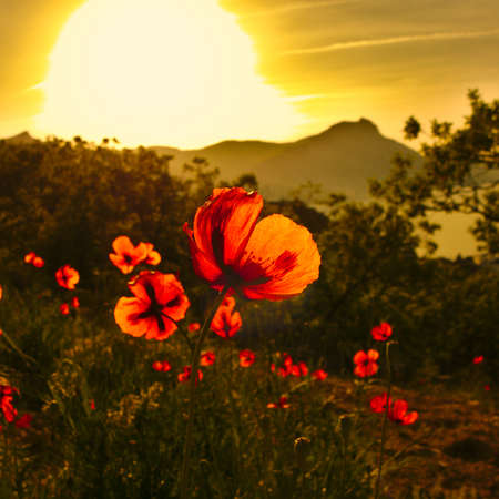 Poppies in the sunの写真素材