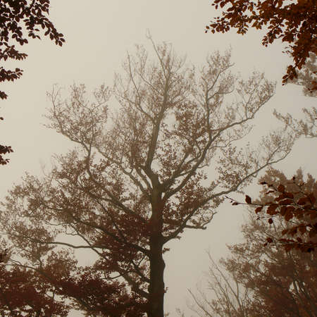 Twisted autumn treeの写真素材