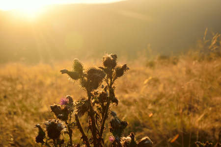 Sunbeams on thistle on sunset in front of brown and yellow autumn fieldの写真素材