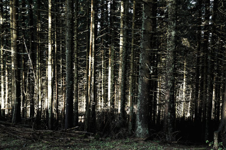 Contrast black and white trunks of pines with morning light