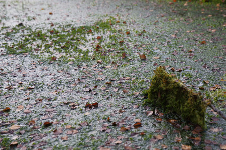View of overgrown bog with plants and leaves
