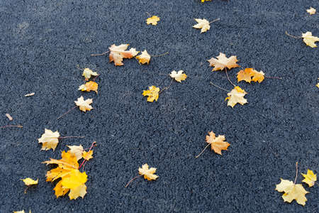Leaves on the dark asphalt in autumnの写真素材
