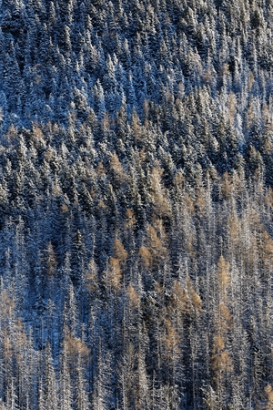 Winter aerial landscape of pines with snow forming a graphic textureの写真素材