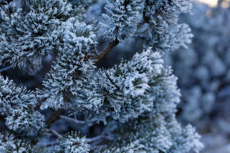 Evergreen needles covered with snow and iceの写真素材