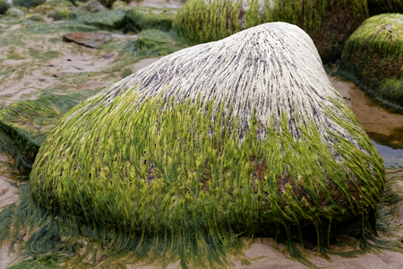Stone with the seaweed at the seashore forming a shape of the mountain with snowy summitの写真素材