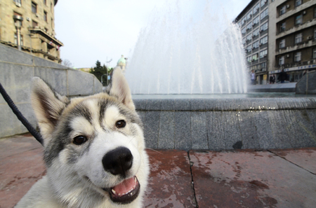 Dog and fountainの写真素材