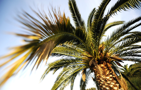 Palm tree on sunny dayの写真素材