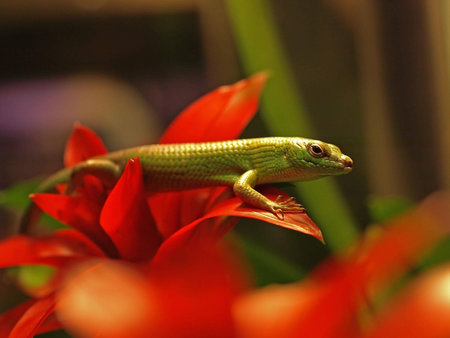 a common green lizard on top of reddish plant leavesの写真素材