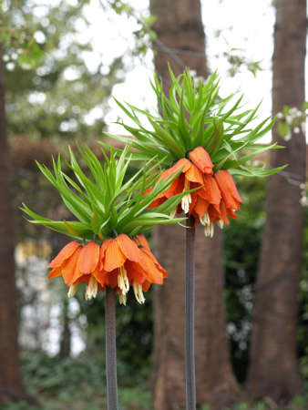 fresh blooms of crown imperial   の写真素材