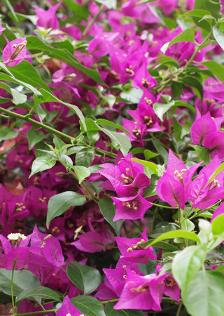 bush of purple bogainvillea plant in bloom