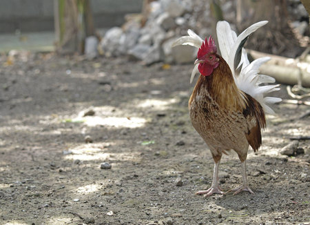 domesticated colorful rooster on the yard
