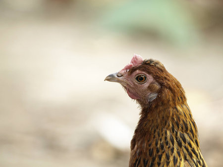 close-up head shot of a young brown hen