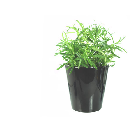 newly transplanted pot of rosemary on white backgroundの写真素材