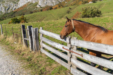 Horse in the Somiedo Natural Park in Asturias.の写真素材