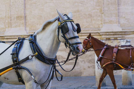 Horse to pull the typical carriages for tourists in the city of Seville in Spainの写真素材