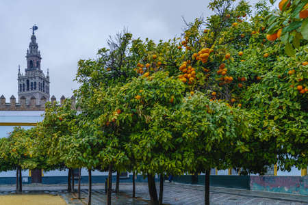 View of the Giralda tower in Seville, Spain, from a courtyard of orange trees.の写真素材