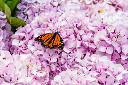 Danaus plexippus. Monarch butterfly. Beautiful butterfly on flowers in the Canary Islands.