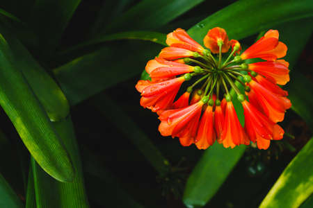 Clivia nobilis. Beautiful ornamental plant with dark green leaves and red flowers.の写真素材