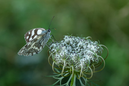 Melanargia Galathea. Butterfly of the Subfamily Satyridae typical of Europe and North Africa