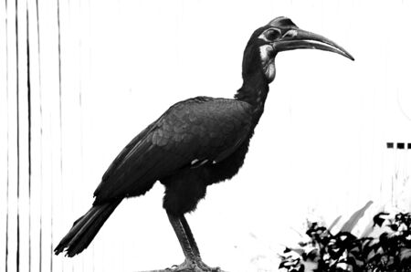Sideshot of a hornbill, a beautiful bird with a horn on its beakの写真素材