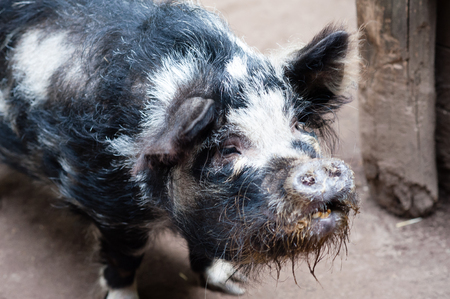 Black pig with a dirty snoutの写真素材