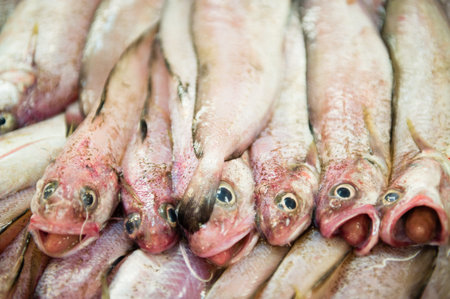 Fresh fish in the market ready to be bought