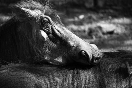 A warthog lays its head on anotherの写真素材