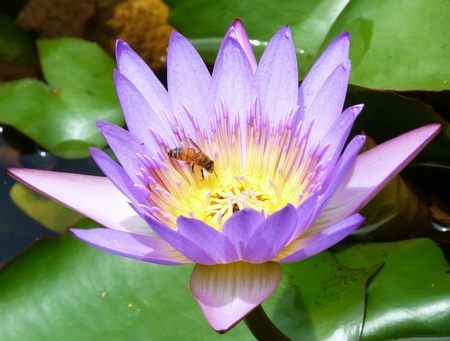 Bee in flowerの写真素材