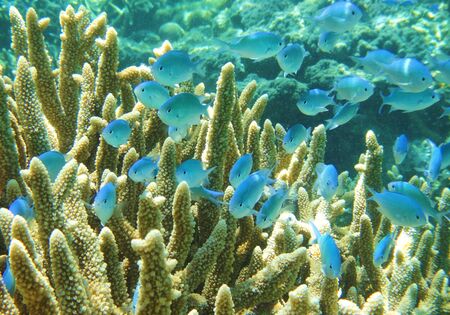 Snorkel in Fiji Islandsの写真素材