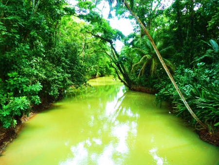 Costa Rica jungleの写真素材