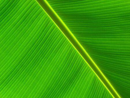 Plantsの写真素材