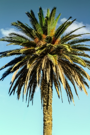 Beautiful palm tree with sky at the background の写真素材