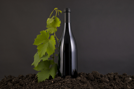 Wine Bottle with vine in a traditional environment in a black backgroundの写真素材