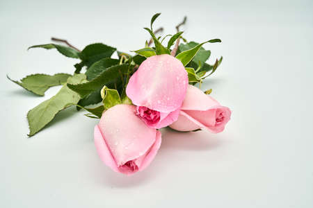 flowersの写真素材