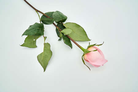 flowersの写真素材